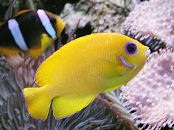 Centropyge flavissimus (žltá)