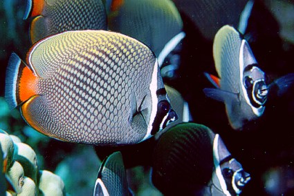 Chaetodon collare Chaetodon Collare