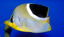 Chaetodon ephippium Čierna škvrna papillon ryby