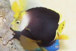 Chaetodontoplus melanosoma (Hnedý anjel)