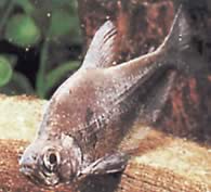 Charax tectifer (Bitka v charaxe)