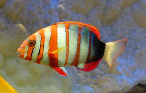 Choerodon sp (Slučka)