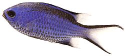 Chromis cyanea (Modrá mladá dáma)