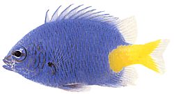 Chrysiptera parasema (Modrá dáma s žltým chvostom)