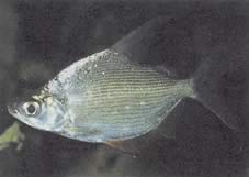 Citharinus citharus Sračky