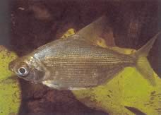 Citharinus congicus Kongo citarine