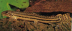 Cobitis taenia