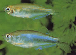 Coelurichthys microlepis (Tetra Clur s malými mierkami, Barberos)