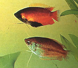 Colisa chuna
