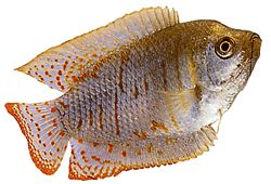 Colisa lalia Trpaslík gourami