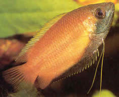 Colisa sota Zlato gourami