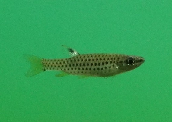 Copella nattereri (COPELL NATTERI)