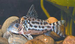 Corydoras agassizi (Corydoras agassizi)