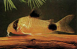 Corydoras panda Corydoras panda