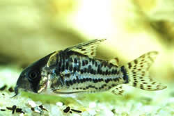 Corydoras schwartzi (Corydoras s piatimi kapelami)