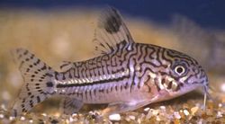 Corydoras trilineatus (Tri -pásmové corydoras)