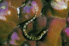 Corythoichthys flavofasciastus Žltá ryba