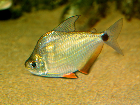 Ctenobrycon spilurus hauxwellianus Characin s vysokým chrbtom