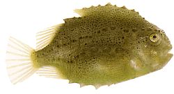 Cyclopterus lumpus Biť