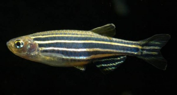 Danio rerio (Danio zebré)