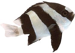 Dascyllus aruanus (Biely)