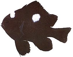 Dascyllus trimaculatus (Tri škvrny)