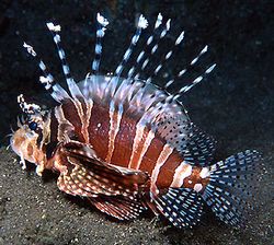 Dendrochirus zebra (Trpaslík)