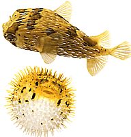 Diodon holocanthus (Tŕň)