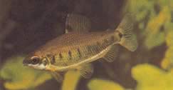Distichodus decemmaculatus (Trpaslík Distichodus)