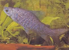 Distichodus notospilus (Sklad)