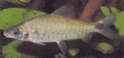 Distichodus rostratus (Distitichodus v Rostre)