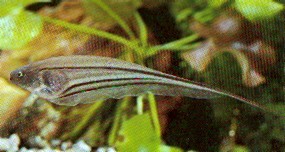Eigenmannia virescens (Sklenené nože ryby)