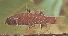 Elachocharax georgiae (Trpaslík)