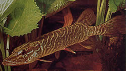 Esox lucius (Európska štrbina)