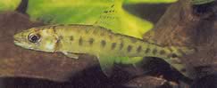 Eugnathichthys macroterolepis (Makroterolepis eugnathichys)