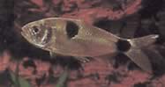 Exodon paradoxus (Tetra-Tiger s dvoma škvrnami)