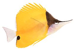 Forcipiger longirostris (Chelmon s dlhým zobákom)