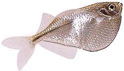 Gasteropelecus sternicla Striebro