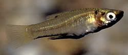 Girardinus metallicus Girardinus