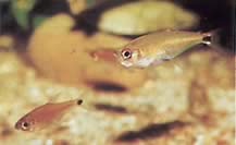 Gnathocharax steindachneri (Kusová tetra)