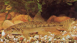 Gobio gobio (Hrebeň)