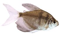 Gymnocorymbus ternetzi Čierna vdova