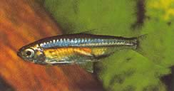 Hemigrammopetersius barnadi (Barnard Tetra)