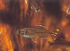 Hemigrammopetersius caudalis Kongo tetra so žltou farbou