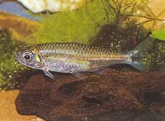 Hemigrammopetersius pulcher (Africký Tetra)