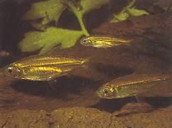 Hemigrammopetersius septentrionalis (Severoafrická tetra-néon)