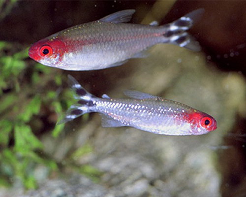 Hemigrammus bleheri (Červená ústa tetra)