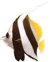 Heniochus acuminatus (Zašpiniť)