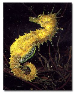 Hippocampus guttulatus