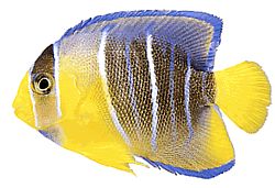 Holacanthus ciliaris (Kráľovský anjel)